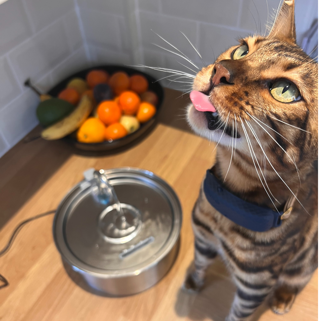 CatStream™  | Fontaine à eau pour chat